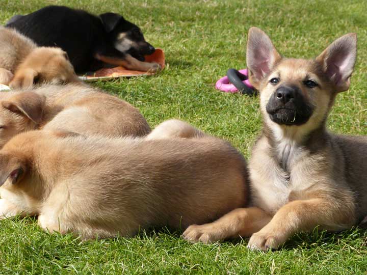 chinook dog